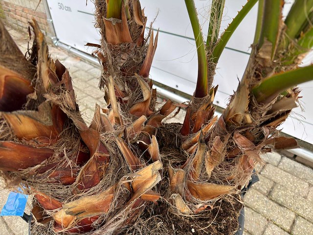 Mexicaanse waaierpalm meerstammig - washingtonia robusta - hoogte ca. 240 cm - afbeelding 7 van  7