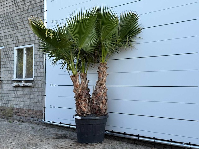 Mexicaanse waaierpalm meerstammig - washingtonia robusta - hoogte ca. 240 cm - afbeelding 1 van  1