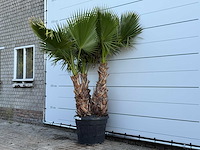 Mexicaanse waaierpalm meerstammig - washingtonia robusta - hoogte ca. 240 cm - afbeelding 1 van  1