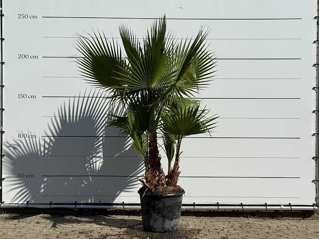 Mexicaanse waaierpalm meerstammig - washingtonia robusta - hoogte ca. 240 cm - afbeelding 1 van  3