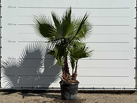 Mexicaanse waaierpalm meerstammig - washingtonia robusta - hoogte ca. 240 cm - afbeelding 1 van  3