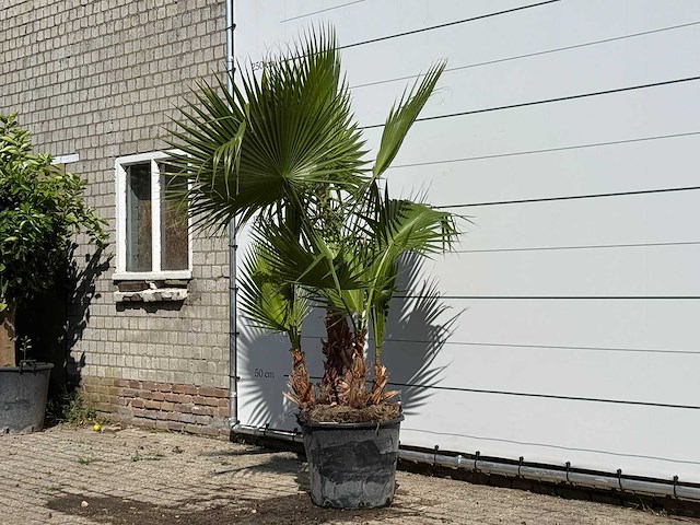 Mexicaanse waaierpalm meerstammig - washingtonia robusta - hoogte ca. 240 cm - afbeelding 2 van  3