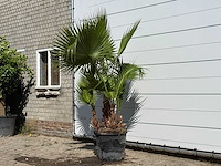 Mexicaanse waaierpalm meerstammig - washingtonia robusta - hoogte ca. 240 cm - afbeelding 2 van  3