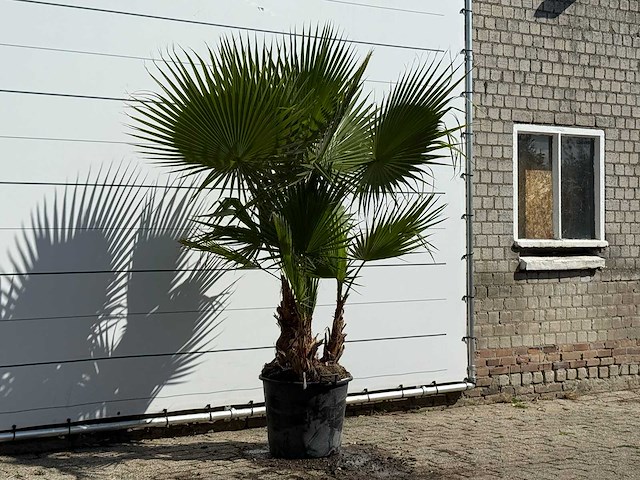 Mexicaanse waaierpalm meerstammig - washingtonia robusta - hoogte ca. 240 cm - afbeelding 3 van  3