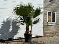Mexicaanse waaierpalm meerstammig - washingtonia robusta - hoogte ca. 240 cm - afbeelding 3 van  3