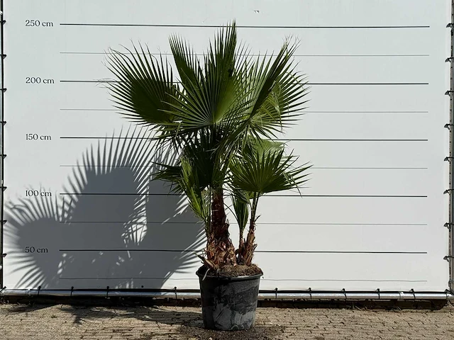 Mexicaanse waaierpalm meerstammig - washingtonia robusta - hoogte ca. 240 cm - afbeelding 1 van  3