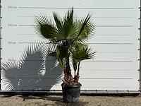 Mexicaanse waaierpalm meerstammig - washingtonia robusta - hoogte ca. 240 cm