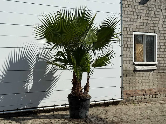 Mexicaanse waaierpalm meerstammig - washingtonia robusta - hoogte ca. 240 cm - afbeelding 3 van  3