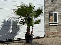 Mexicaanse waaierpalm meerstammig - washingtonia robusta - hoogte ca. 240 cm - afbeelding 3 van  3