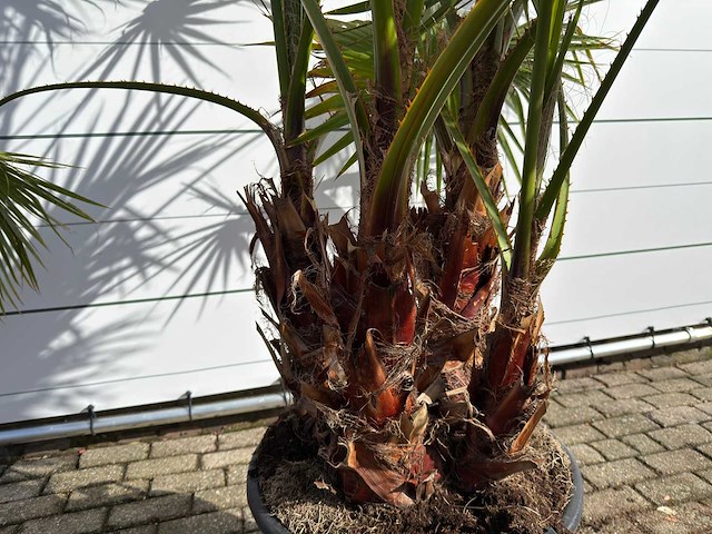 Mexicaanse waaierpalm meerstammig - washingtonia robusta - hoogte ca. 250 cm - afbeelding 2 van  4