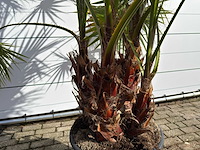 Mexicaanse waaierpalm meerstammig - washingtonia robusta - hoogte ca. 250 cm - afbeelding 2 van  4
