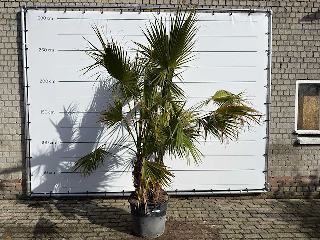Mexicaanse waaierpalm meerstammig - washingtonia robusta - hoogte ca. 250 cm - afbeelding 1 van  4