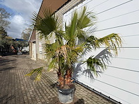Mexicaanse waaierpalm meerstammig - washingtonia robusta - hoogte ca. 250 cm - afbeelding 3 van  4