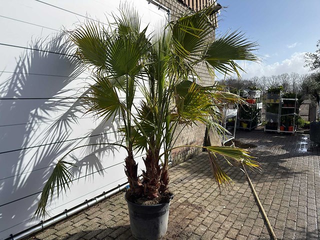 Mexicaanse waaierpalm meerstammig - washingtonia robusta - hoogte ca. 250 cm - afbeelding 4 van  4