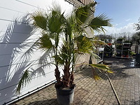 Mexicaanse waaierpalm meerstammig - washingtonia robusta - hoogte ca. 250 cm - afbeelding 4 van  4