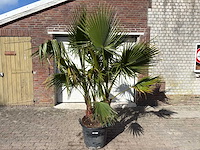 Mexicaanse waaierpalm meerstammig - washingtonia robusta - hoogte ca. 250 cm