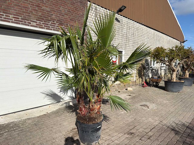 Mexicaanse waaierpalm meerstammig - washingtonia robusta - hoogte ca. 250 cm - afbeelding 3 van  9