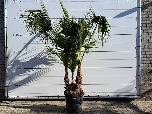 Mexicaanse waaierpalm meerstammig - washingtonia robusta - hoogte ca. 250 cm - afbeelding 1 van  8