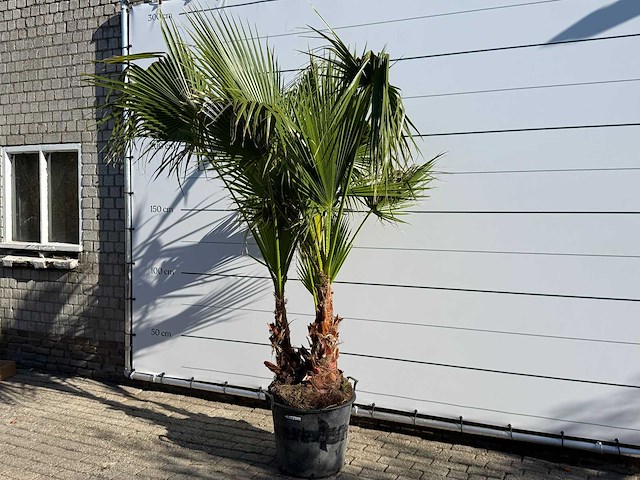 Mexicaanse waaierpalm meerstammig - washingtonia robusta - hoogte ca. 250 cm - afbeelding 2 van  8
