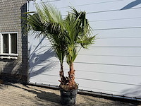 Mexicaanse waaierpalm meerstammig - washingtonia robusta - hoogte ca. 250 cm - afbeelding 2 van  8
