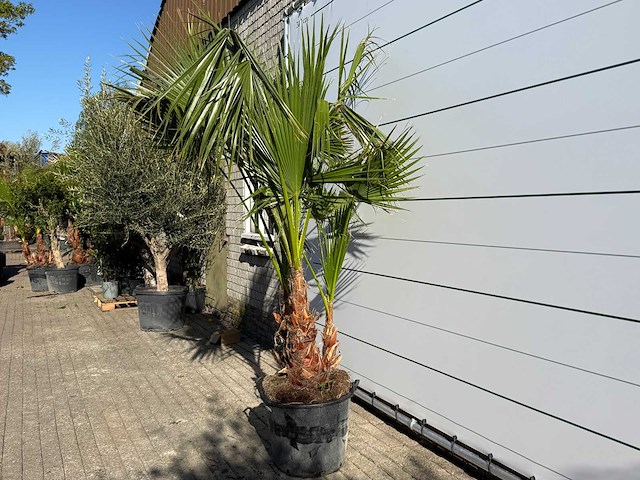 Mexicaanse waaierpalm meerstammig - washingtonia robusta - hoogte ca. 250 cm - afbeelding 3 van  8