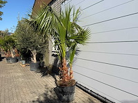 Mexicaanse waaierpalm meerstammig - washingtonia robusta - hoogte ca. 250 cm - afbeelding 3 van  8
