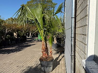 Mexicaanse waaierpalm meerstammig - washingtonia robusta - hoogte ca. 250 cm - afbeelding 4 van  8