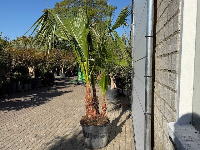 Mexicaanse waaierpalm meerstammig - washingtonia robusta - hoogte ca. 250 cm - afbeelding 5 van  8