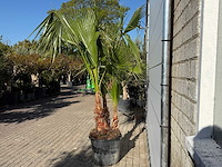 Mexicaanse waaierpalm meerstammig - washingtonia robusta - hoogte ca. 250 cm - afbeelding 5 van  8