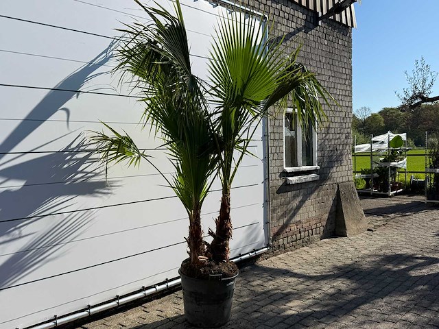 Mexicaanse waaierpalm meerstammig - washingtonia robusta - hoogte ca. 250 cm - afbeelding 6 van  8