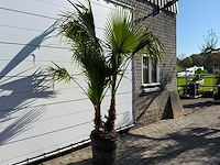 Mexicaanse waaierpalm meerstammig - washingtonia robusta - hoogte ca. 250 cm - afbeelding 6 van  8