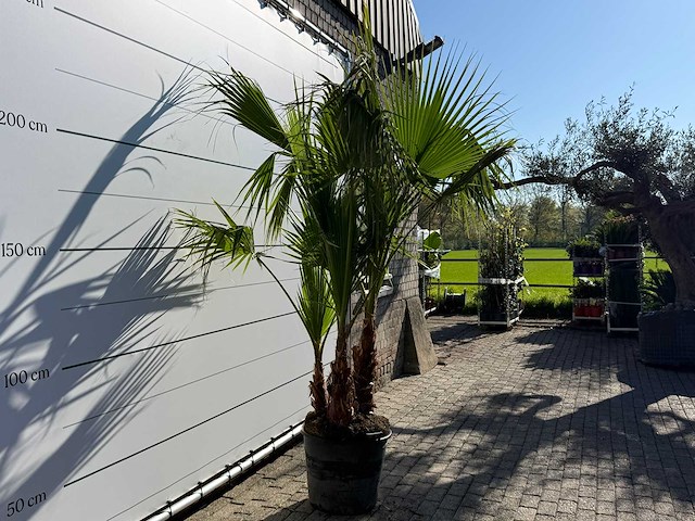 Mexicaanse waaierpalm meerstammig - washingtonia robusta - hoogte ca. 250 cm - afbeelding 7 van  8