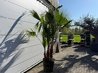 Mexicaanse waaierpalm meerstammig - washingtonia robusta - hoogte ca. 250 cm - afbeelding 7 van  8