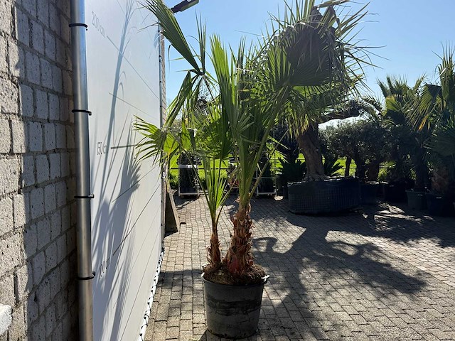 Mexicaanse waaierpalm meerstammig - washingtonia robusta - hoogte ca. 250 cm - afbeelding 8 van  8