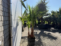 Mexicaanse waaierpalm meerstammig - washingtonia robusta - hoogte ca. 250 cm - afbeelding 8 van  8