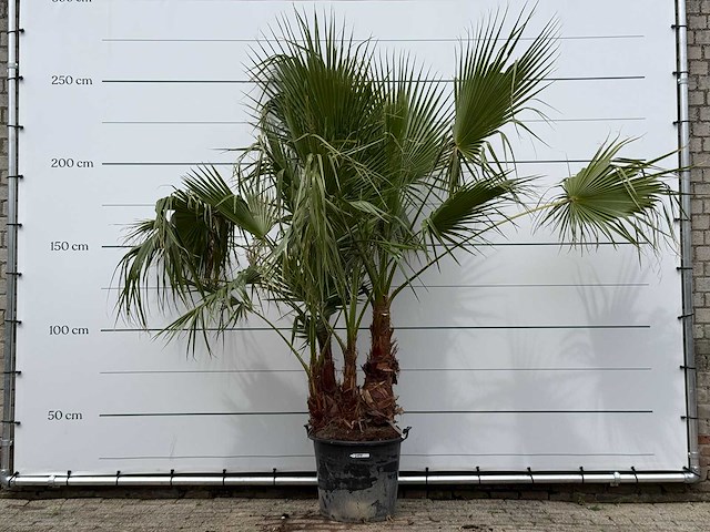 Mexicaanse waaierpalm meerstammig - washingtonia robusta - hoogte ca. 250 cm - afbeelding 1 van  5