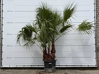 Mexicaanse waaierpalm meerstammig - washingtonia robusta - hoogte ca. 250 cm - afbeelding 1 van  5