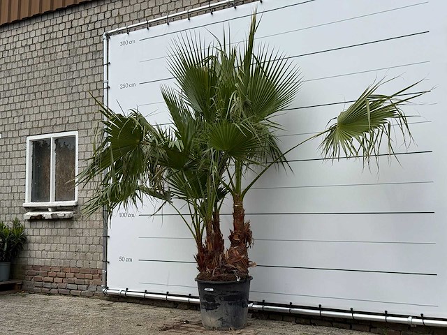 Mexicaanse waaierpalm meerstammig - washingtonia robusta - hoogte ca. 250 cm - afbeelding 2 van  5