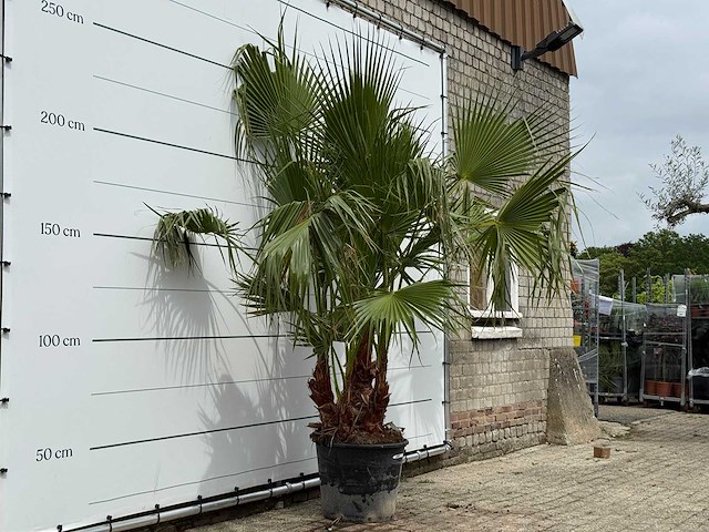Mexicaanse waaierpalm meerstammig - washingtonia robusta - hoogte ca. 250 cm - afbeelding 3 van  5