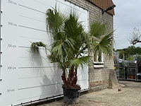 Mexicaanse waaierpalm meerstammig - washingtonia robusta - hoogte ca. 250 cm - afbeelding 3 van  5