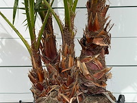 Mexicaanse waaierpalm meerstammig - washingtonia robusta - hoogte ca. 250 cm - afbeelding 4 van  5