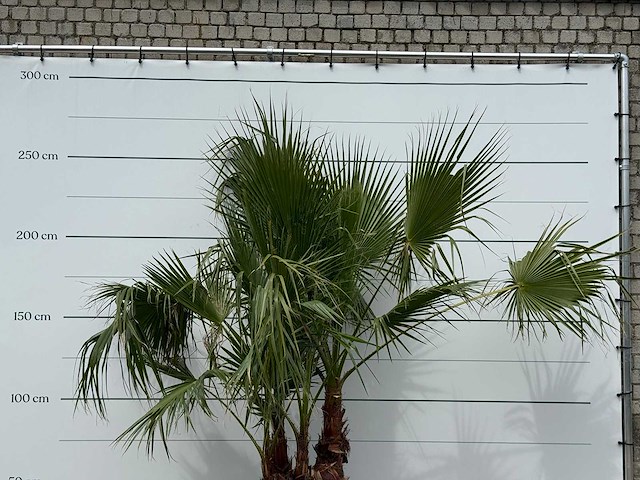 Mexicaanse waaierpalm meerstammig - washingtonia robusta - hoogte ca. 250 cm - afbeelding 5 van  5