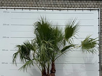 Mexicaanse waaierpalm meerstammig - washingtonia robusta - hoogte ca. 250 cm - afbeelding 5 van  5