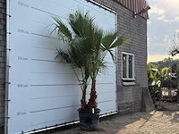Mexicaanse waaierpalm meerstammig - washingtonia robusta - hoogte ca. 250 cm - afbeelding 1 van  2