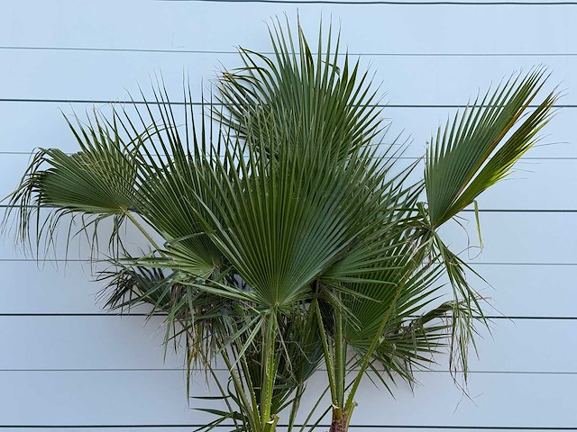 Mexicaanse waaierpalm meerstammig - washingtonia robusta - hoogte ca. 250 cm - afbeelding 2 van  2