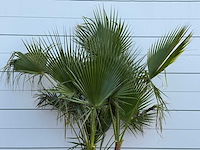 Mexicaanse waaierpalm meerstammig - washingtonia robusta - hoogte ca. 250 cm - afbeelding 2 van  2
