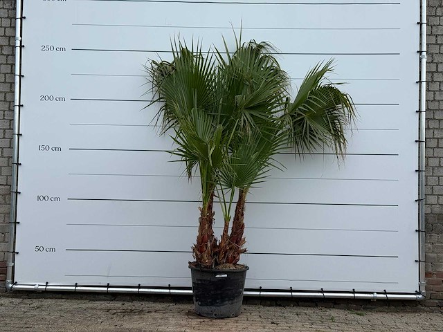 Mexicaanse waaierpalm meerstammig - washingtonia robusta - hoogte ca. 250 cm - afbeelding 1 van  5