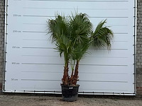 Mexicaanse waaierpalm meerstammig - washingtonia robusta - hoogte ca. 250 cm - afbeelding 1 van  5