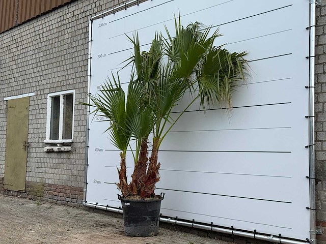 Mexicaanse waaierpalm meerstammig - washingtonia robusta - hoogte ca. 250 cm - afbeelding 2 van  5