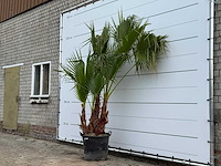 Mexicaanse waaierpalm meerstammig - washingtonia robusta - hoogte ca. 250 cm - afbeelding 2 van  5